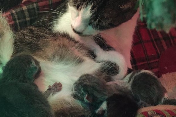 cuccioli e gattina sotto l'abero di natale