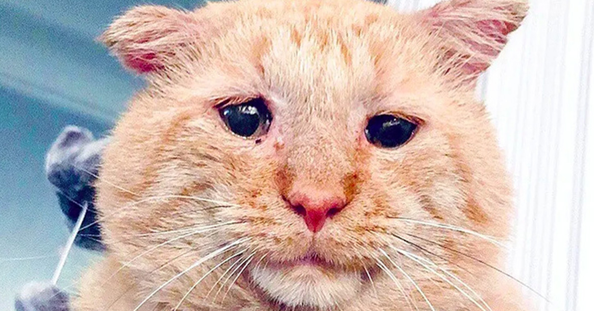 Una donna fa amicizia con un gatto anziano che per anni ha vissuto per strada e, infine, riesce ad adottarlo