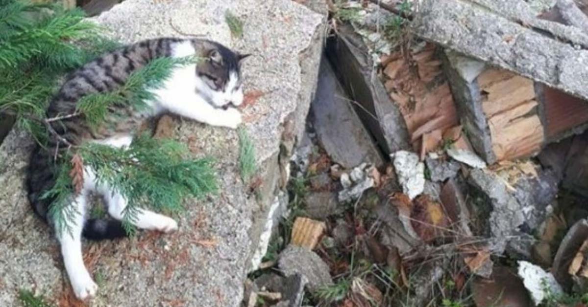 Giovannino, il gatto che dopo il terremoto di Accumoli non vuole lasciare la sua casa