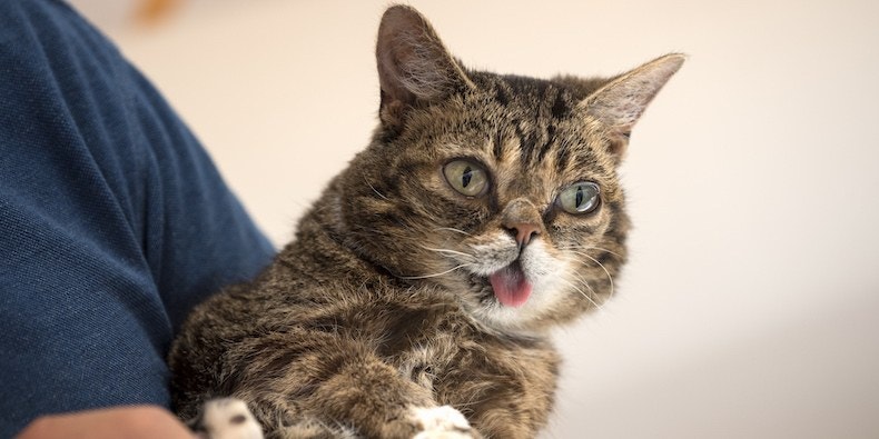 Gatto Lil Bub