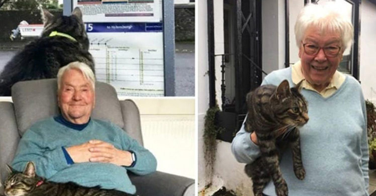 George, il gatto che conduce una curiosa doppia vita quando esce di casa