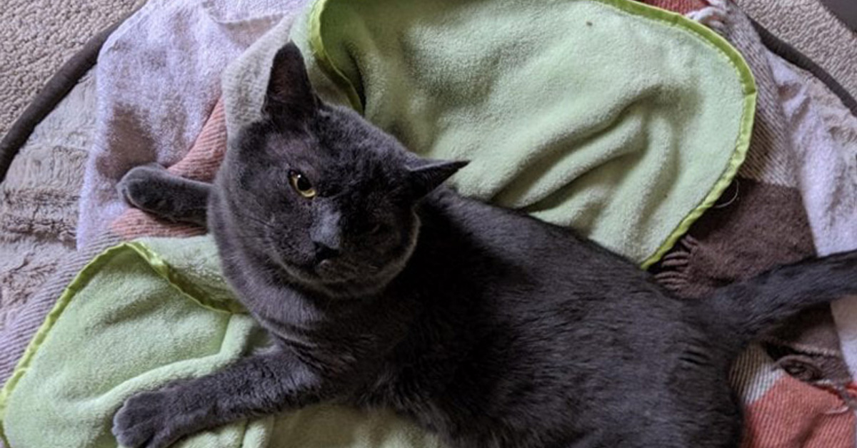 Geronimo, il gattino che è riuscito a sopravvivere nonostante tutto