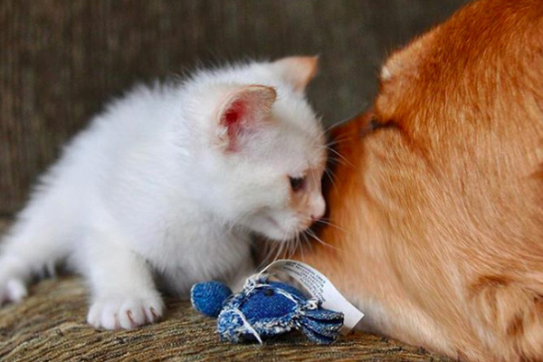 Gattino con un cane