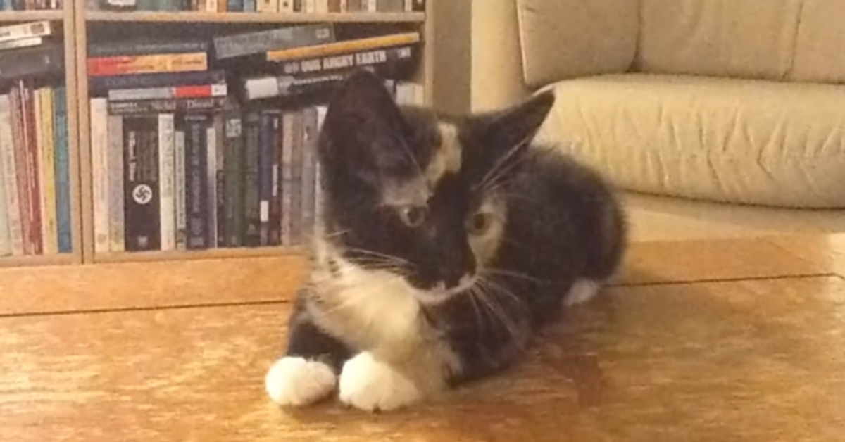 Scout, il gattino migliore amico di un cane di nome Charlie