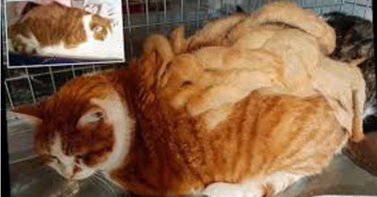 Chamade, il gatto trascurato che è arrivato al rifugio con i dreadlocks