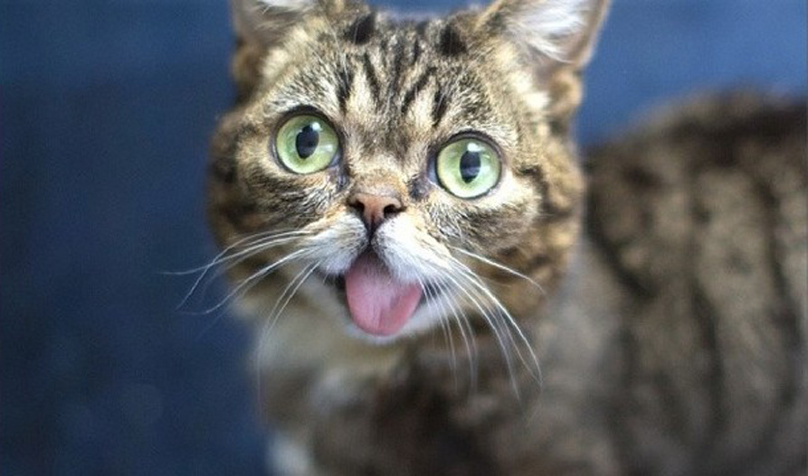 Il gatto Lil Bub