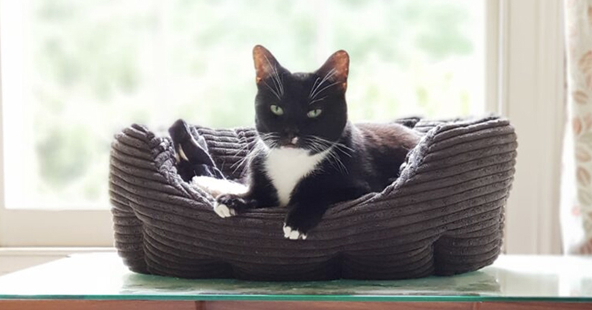 Toby, il gatto più triste di Inghilterra che non riesce a trovare una famiglia