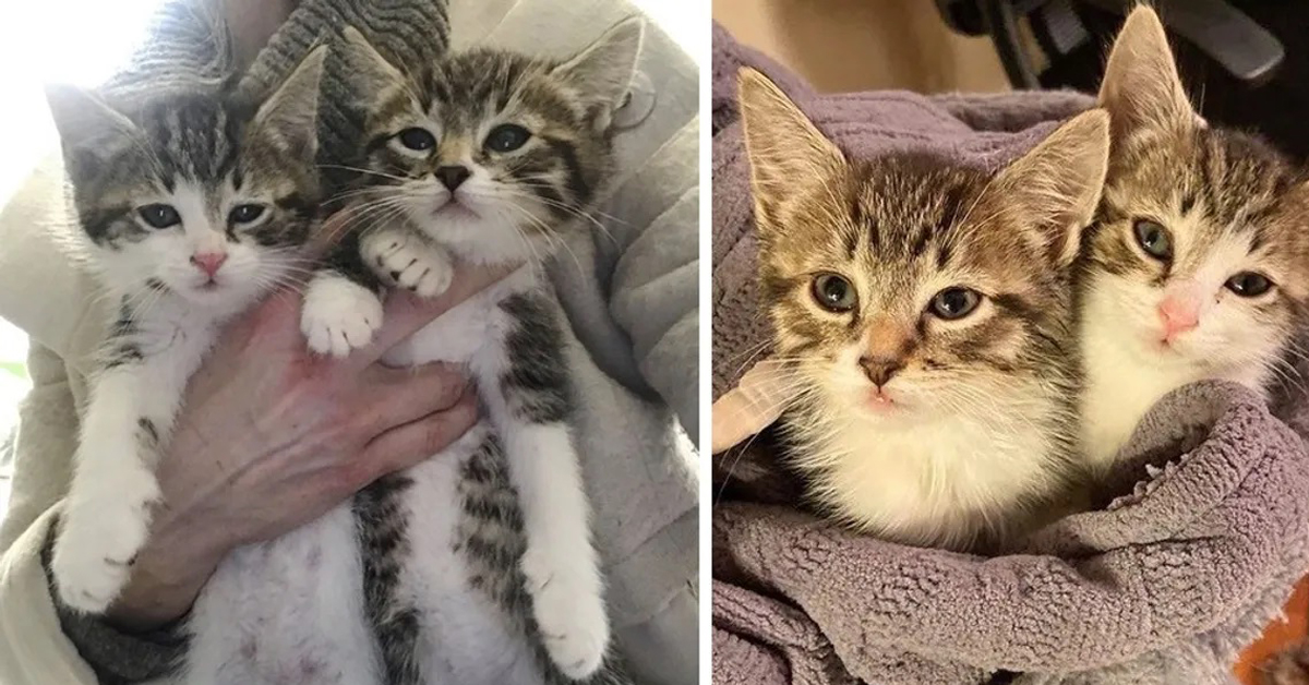 Jingle e Belle, i gattini trovati in mezzo alla neve che ormai sono inseparabili