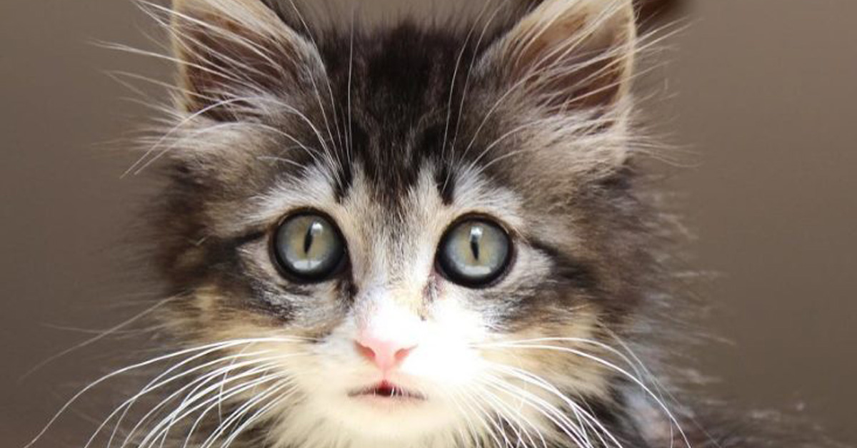 Kimbo, il gattino che ha cambiato la vita alla sua salvatrice