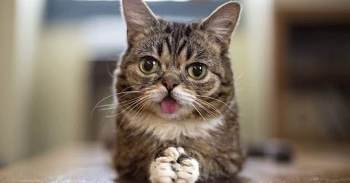 Addio al gatto Lil Bub, uno dei felini più amati del web