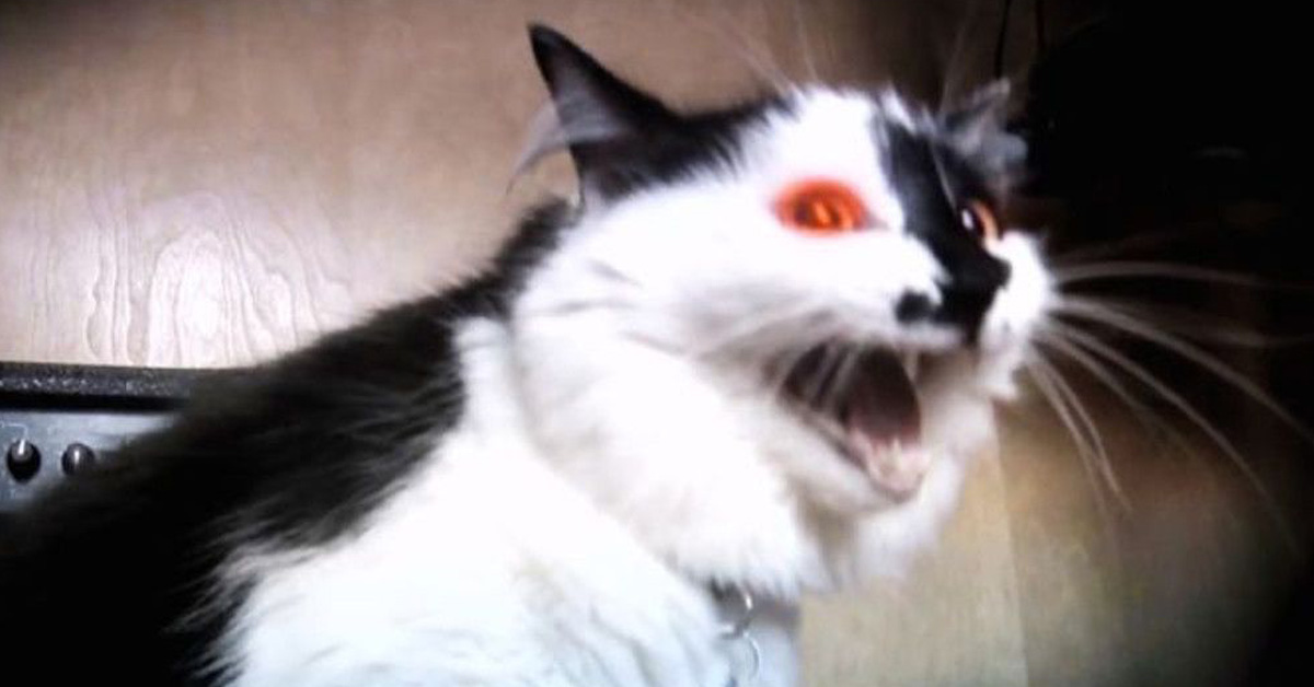 Lux, il gatto “indemoniato” che ha tenuto una famiglia in ostaggio