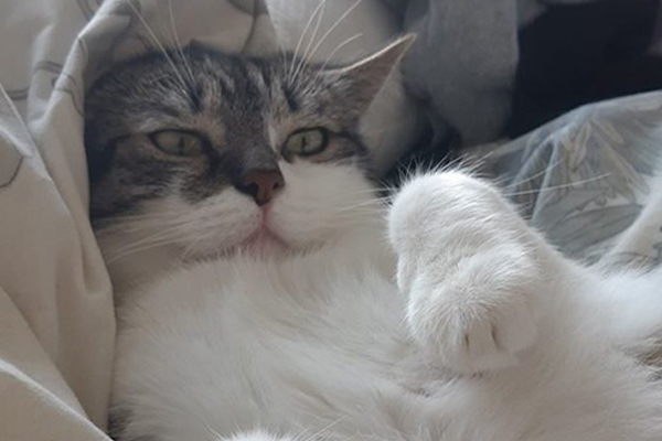 Gatto sdraiato a pancia in su