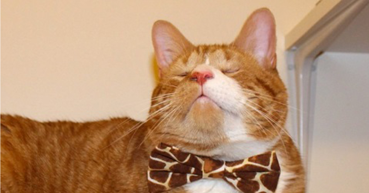 Mr Magoo, il gatto cieco condannato ad un brutto destino che oggi è felice