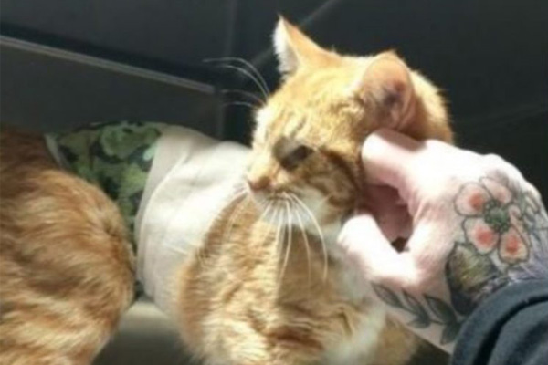 Gatto ferito