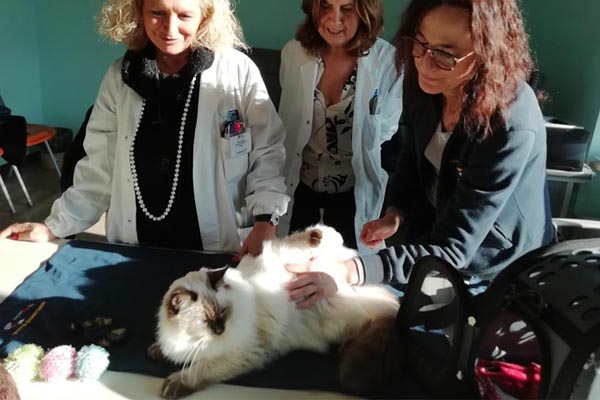 Gatto che lavora in ospedale