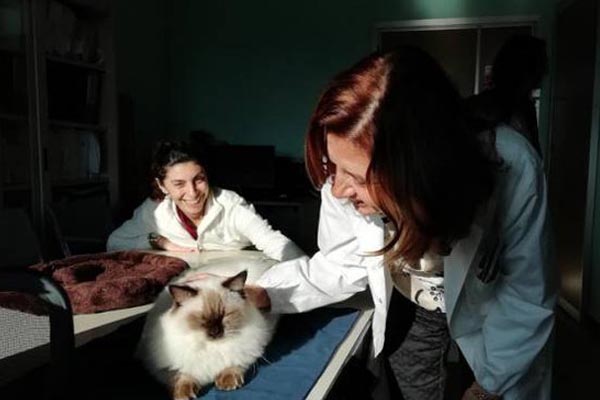 Gatto della Pet Therapy