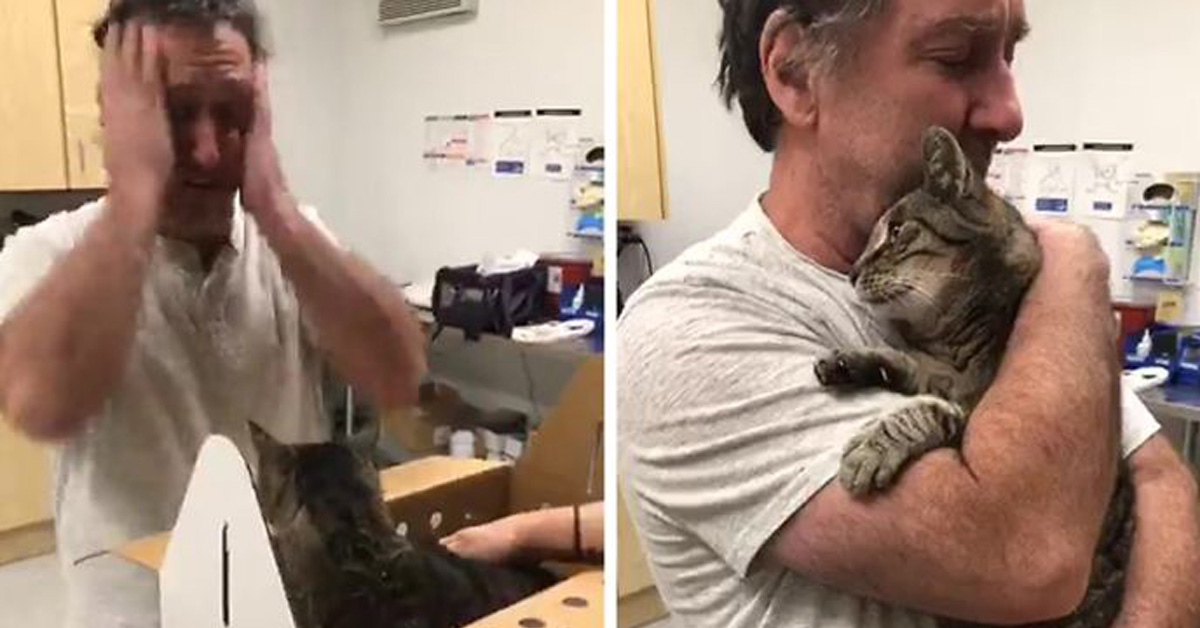 Chebon, il gatto che ha riabbracciato il proprietario dopo 7 anni