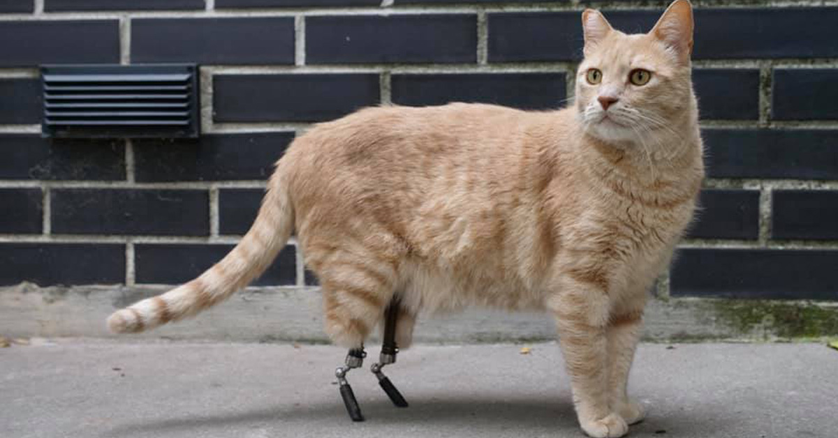 Vito, il gatto “bionico” con due protesi al posto delle zampe