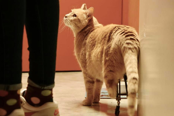 Gatto con zampe bioniche