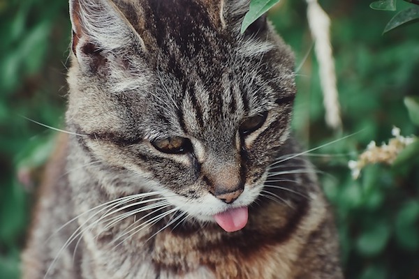 gatto con linguaccia
