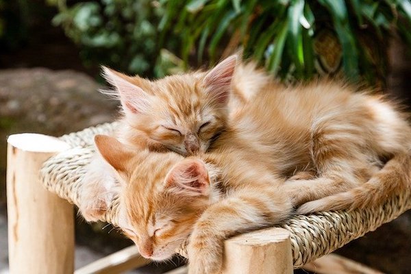 gattini dormono abbracciati