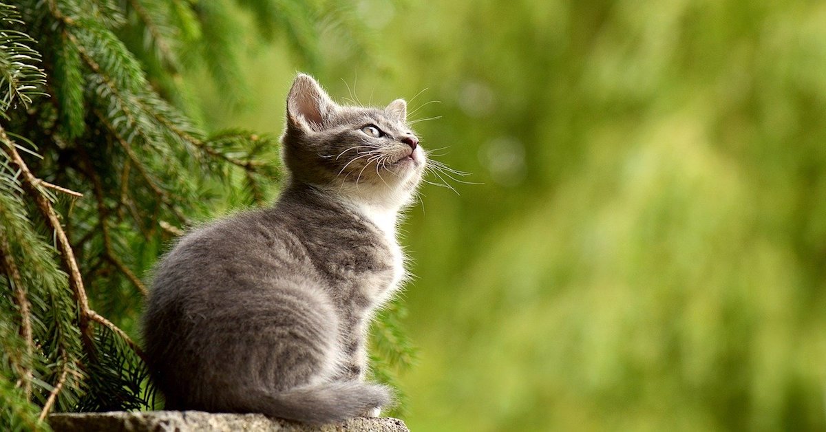 A che età i gatti vanno in calore? Qualche info