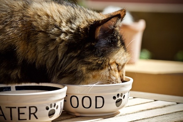 gattino assaggia crocchette