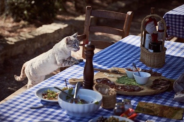 gattino mangia da tavola