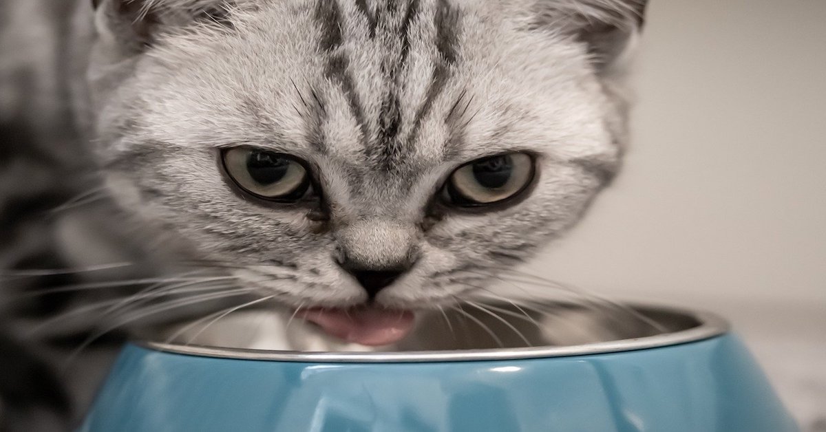 Alimentazione di un gatto di 2 mesi: qual è?