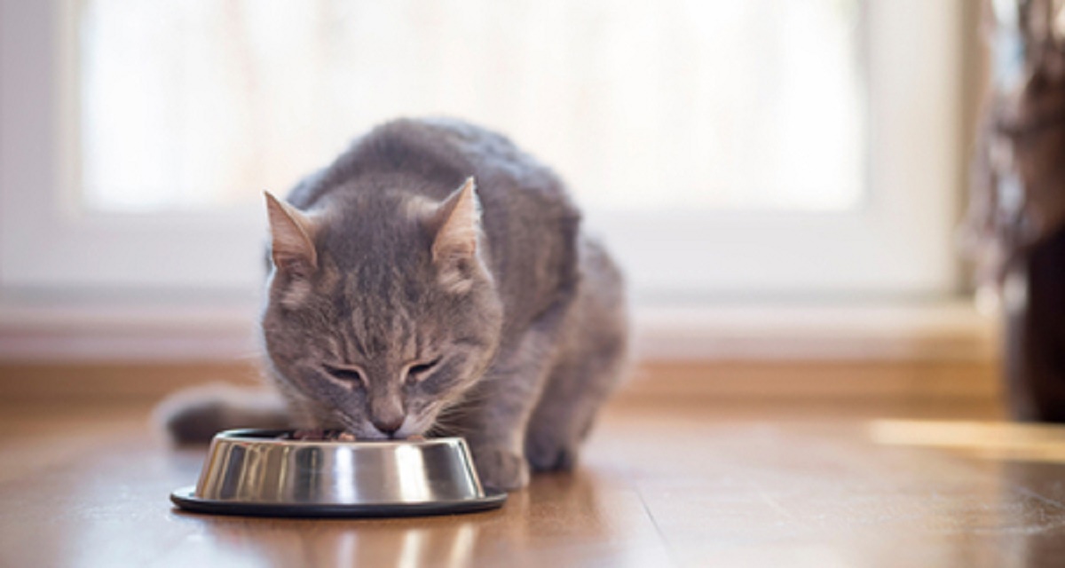 gatto anziano mangia da ciotola