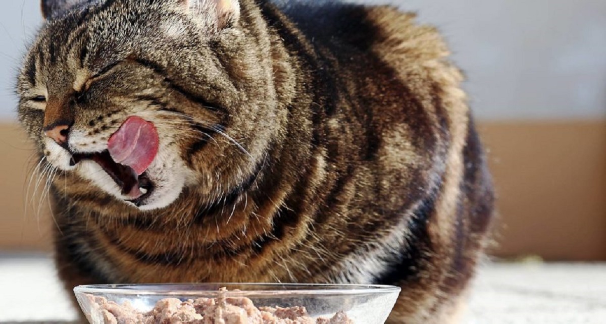 Aumento dell’appetito nel gatto anziano: le cause