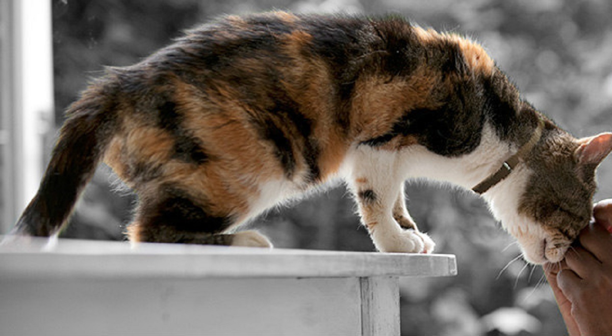 gatto anziano accarezzato sul muso