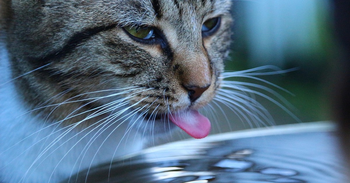 Perché i gatti non si possono lavare