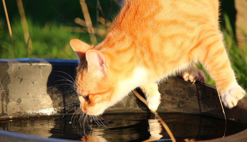 Gatto e acqua