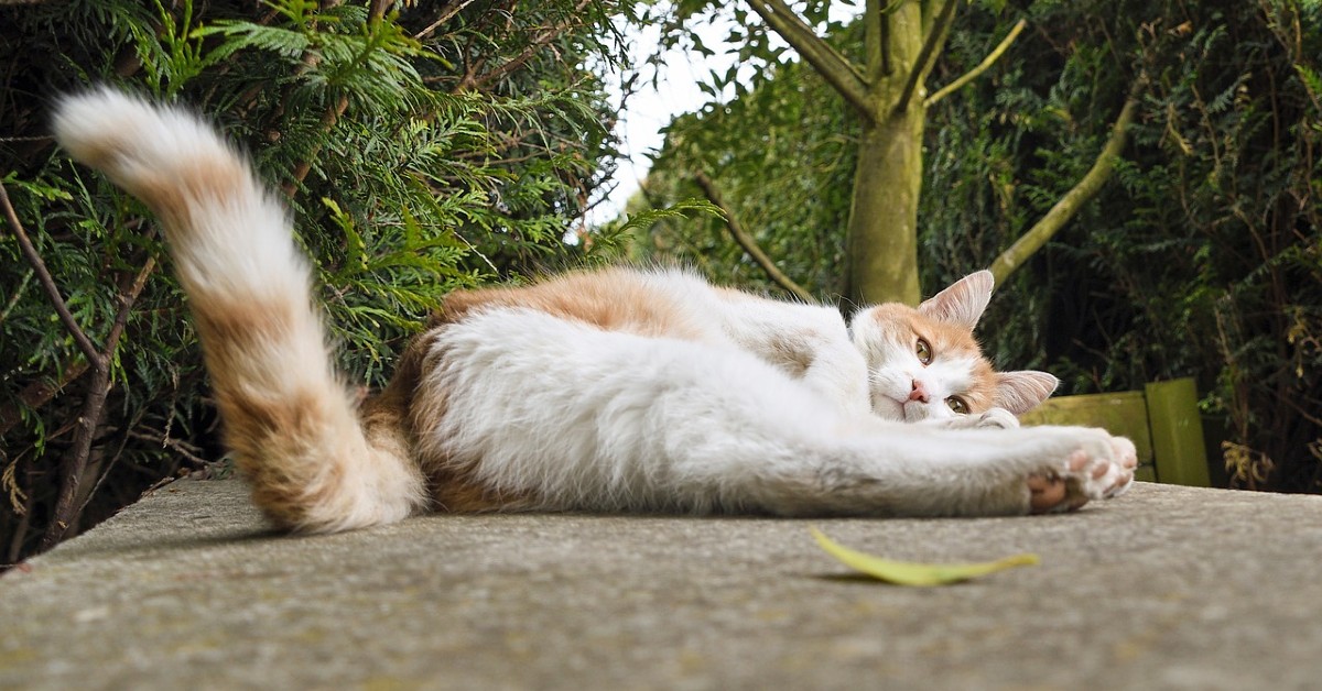 Perché i gatti battono la coda: significato