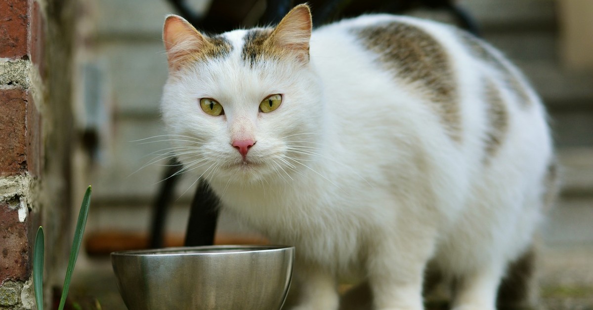 Gatto: quanta carne può mangiare