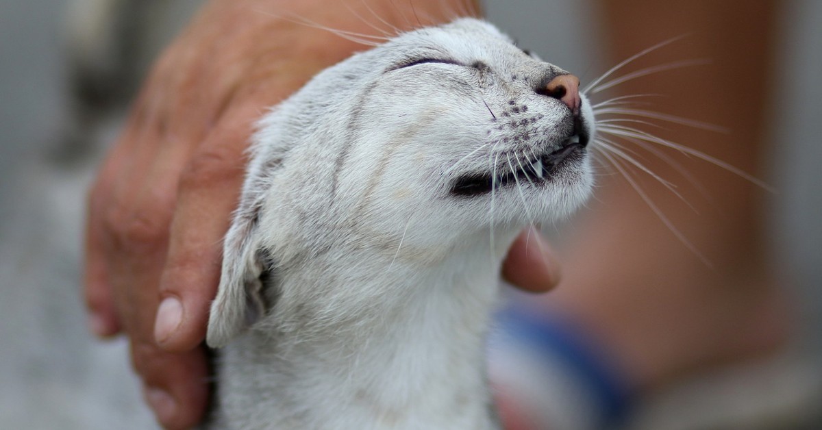 Gatto: più affettuoso maschio o femmina