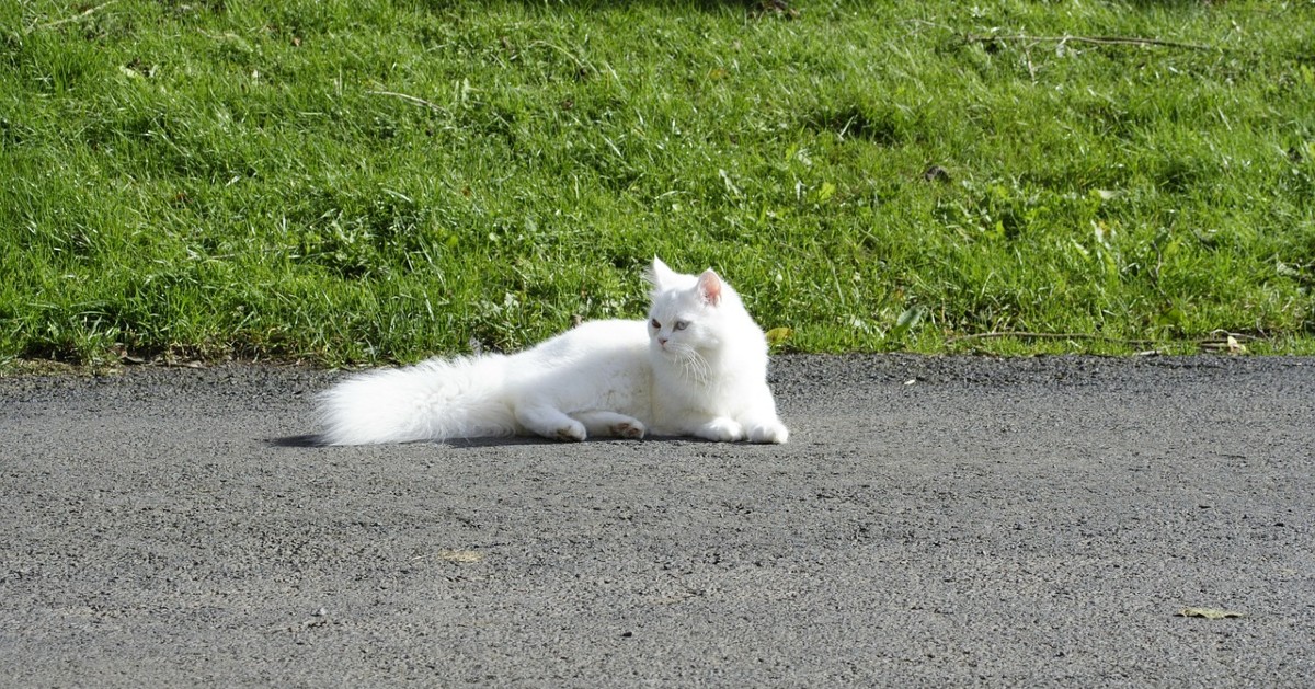 Perché i gatti abbandonano la casa