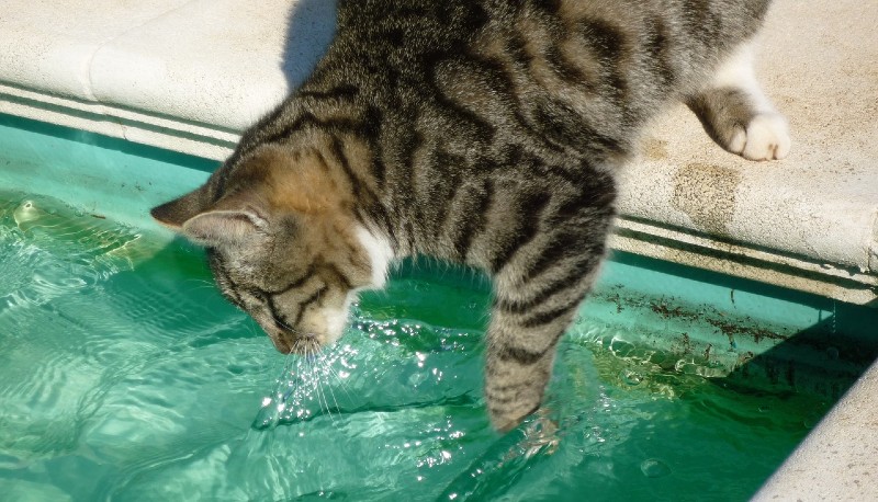 Gatto e acqua