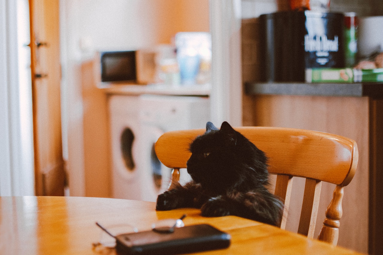 Cibi Per Gatti Fatti In Casa Ricette A Base Di Carne E Pesce Il Mio Gatto E Leggenda