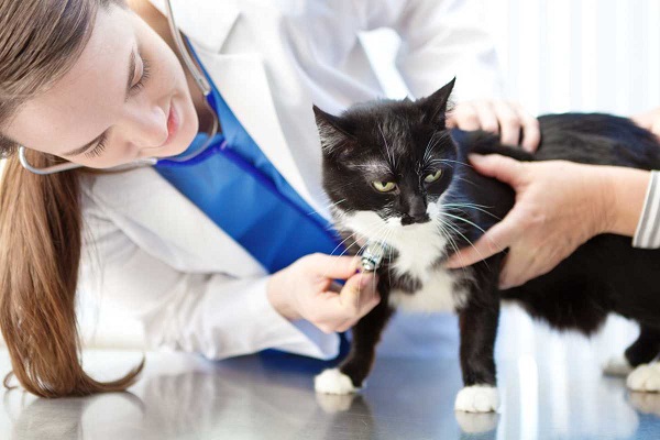 gatto su tavolo per visita veterinaria