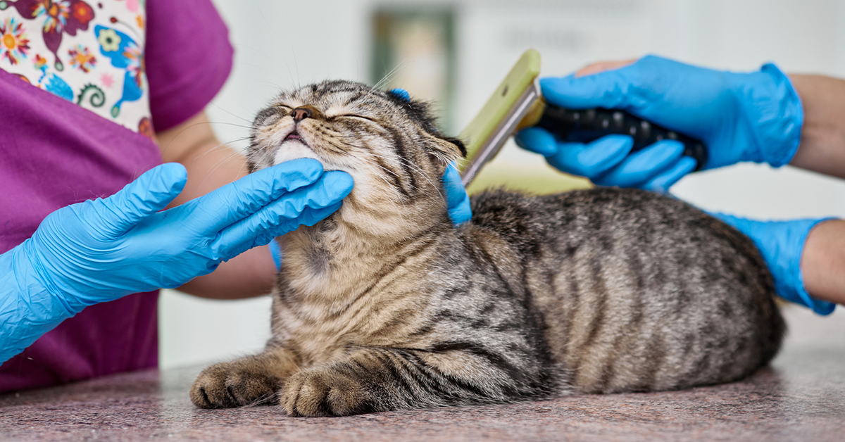 Palermo, clinica per la cura del gatto