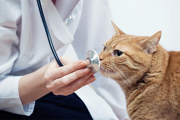 gatto annusa stetoscopio