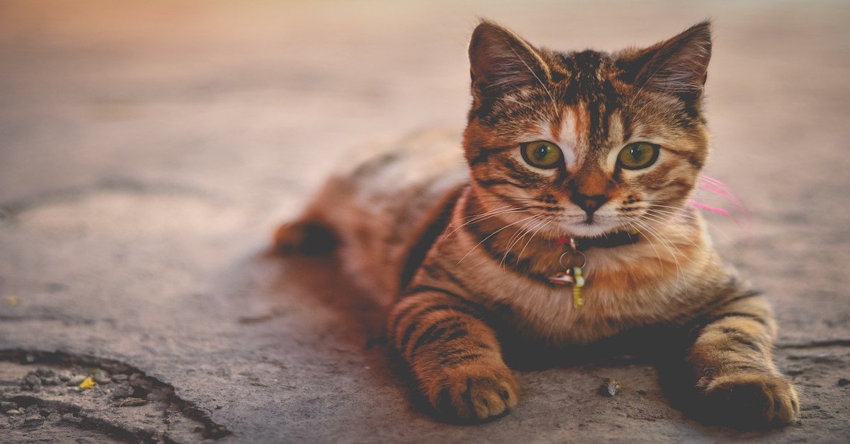 Dove prendere un gatto? Ecco qualche consiglio