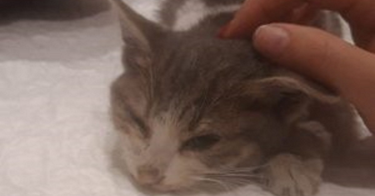 Gattina buttata in discarica, salvata in extremis