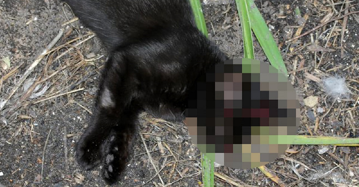 Gattina uccisa a colpi di fucile, lasciata nel giardino dei proprietari