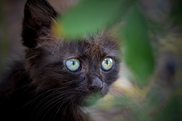 gattino fra gli alberi