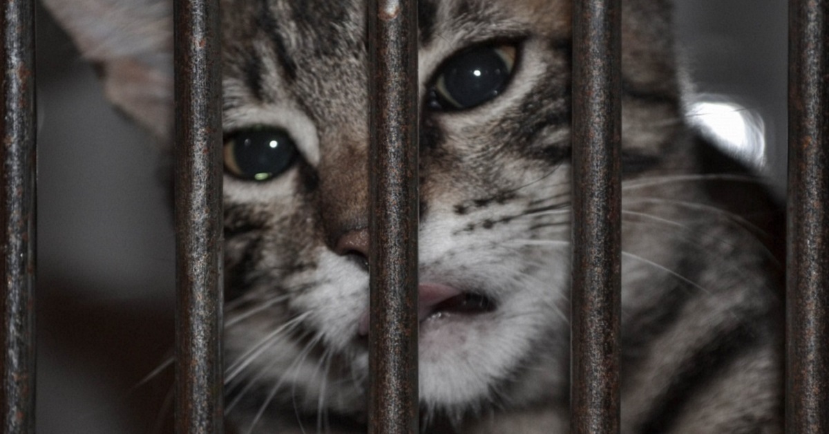 Gattini torturati e ammazzati, donna condannata a sei mesi