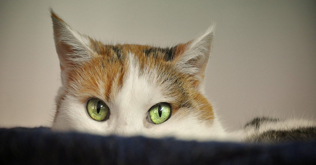 Gattino impaurito? Consigli utili