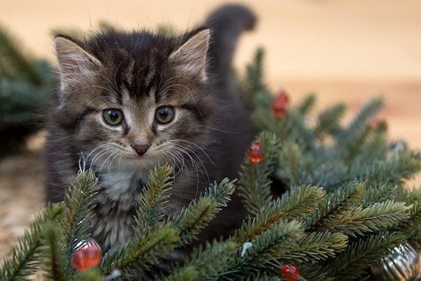 gattino cucciolo